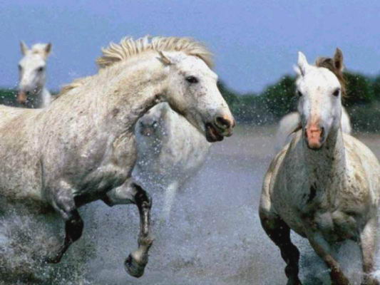 rutas a caballo asturias,rutas a caballo en asturias picos de europa.hipico,hipica